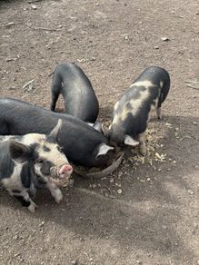 Piglets