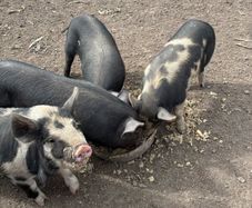 Piglets
