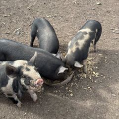 Piglets