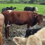 Pedigree Shorthorn Heifers Image 4