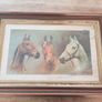 Racehorse Framed Picture Image 7