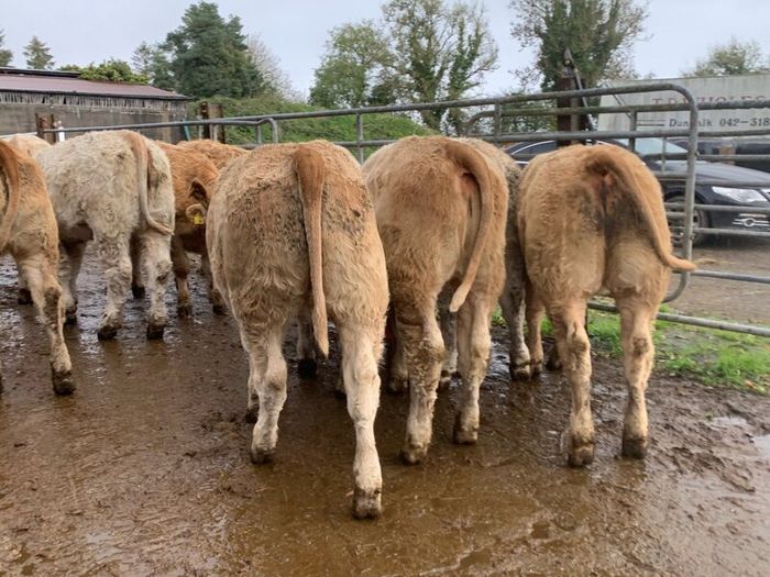 35 super 380kg charlaois heifers