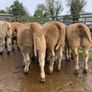 35 super 380kg charlaois heifers Image 5