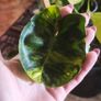 Philodendron Burle Marx Varigated Established Plant Rare Image 5