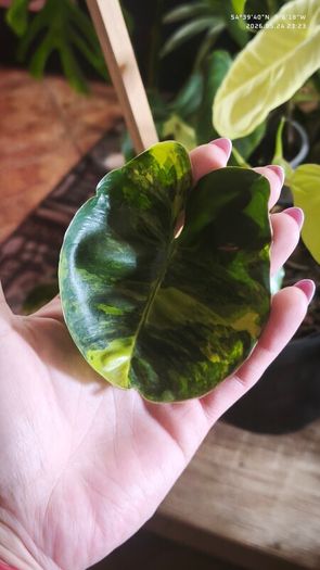 Philodendron Burle Marx Varigated Established Plant Rare