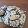 Vintage Solid Wood Hand Carved Turtle Tortoise Jewelry Trinket Box Image 7
