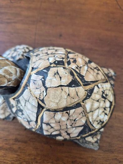Vintage Solid Wood Hand Carved Turtle Tortoise Jewelry Trinket Box