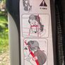 Graco car seat Image 7