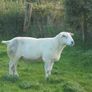 Belclare , 5 Star Ram ,Ewe Hoggets Image 6