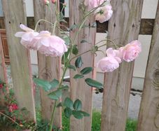 Rose plant