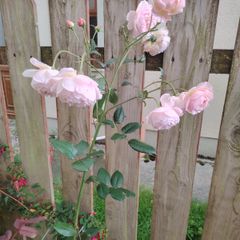 Rose plant