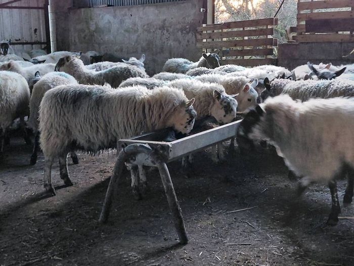 Ewe lambs Hoggot breeders.