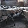 Ewe lambs Hoggot breeders. Image 2