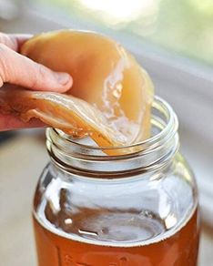Organic Kombucha Scoby