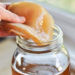 Organic Kombucha Scoby