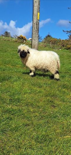 Valais blacknose sheep