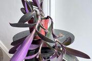 tradescantia pallida