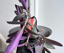 tradescantia pallida