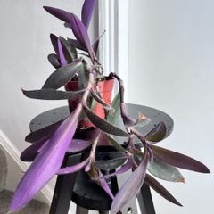 tradescantia pallida