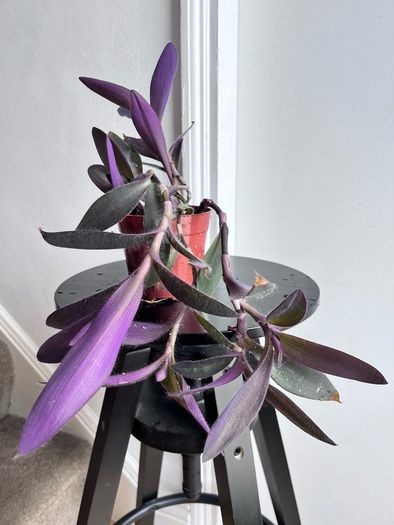 tradescantia pallida