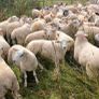 Ram lambs Image 3