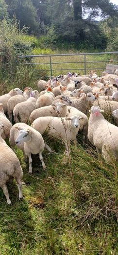 Ram lambs