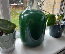 Live Phytoplankton