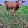 Incalf Heifers for sale Image 7