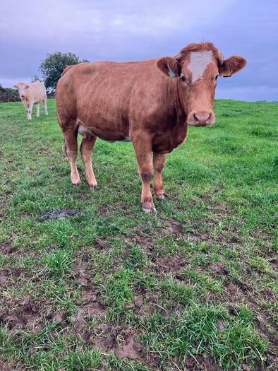 Incalf Heifers for sale