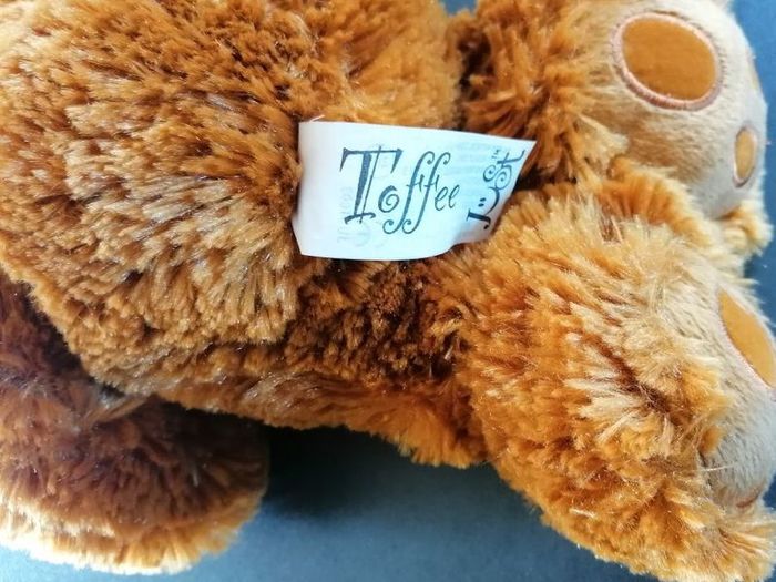 Teddy Bear
