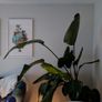 Bird of paradise plant Image 2