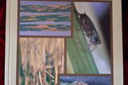 Cereal Pests &amp; Diseases / 4th edition/ 1991
