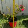 plant Image 3