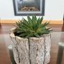 Healthy Plant Image 2