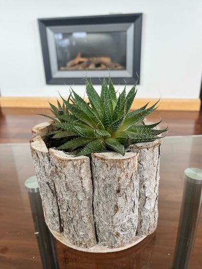 Healthy Plant