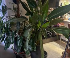 Strelitzia Nicolai