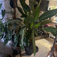 Strelitzia Nicolai