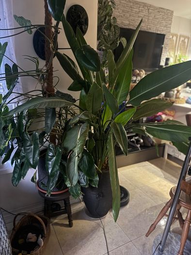 Strelitzia Nicolai