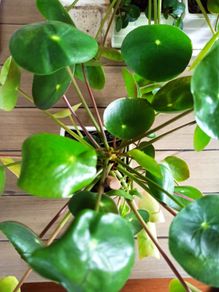 Pilea plant