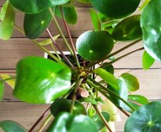 Pilea plant