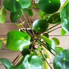 Pilea plant