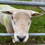 Texel ram Image 3