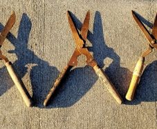 Antique trio of Garden shears