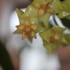 Hoya Amrita cutting