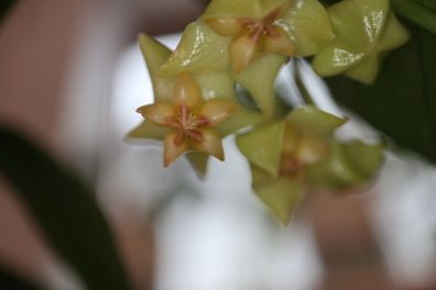 Hoya Amrita cutting