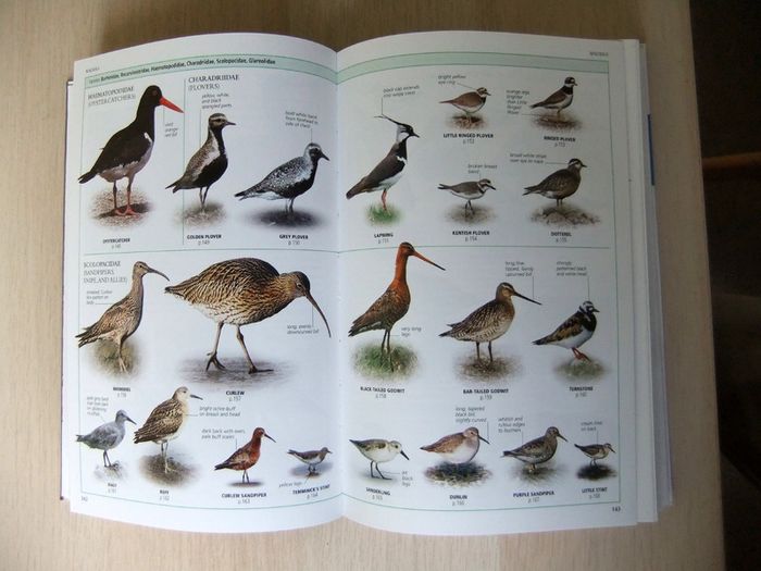 DK Birds