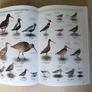 DK Birds Image 8