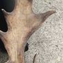 26" Stag's head Antlers Image 7