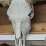 texas longhorn skull and horns Image 6