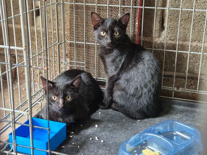 Adoption